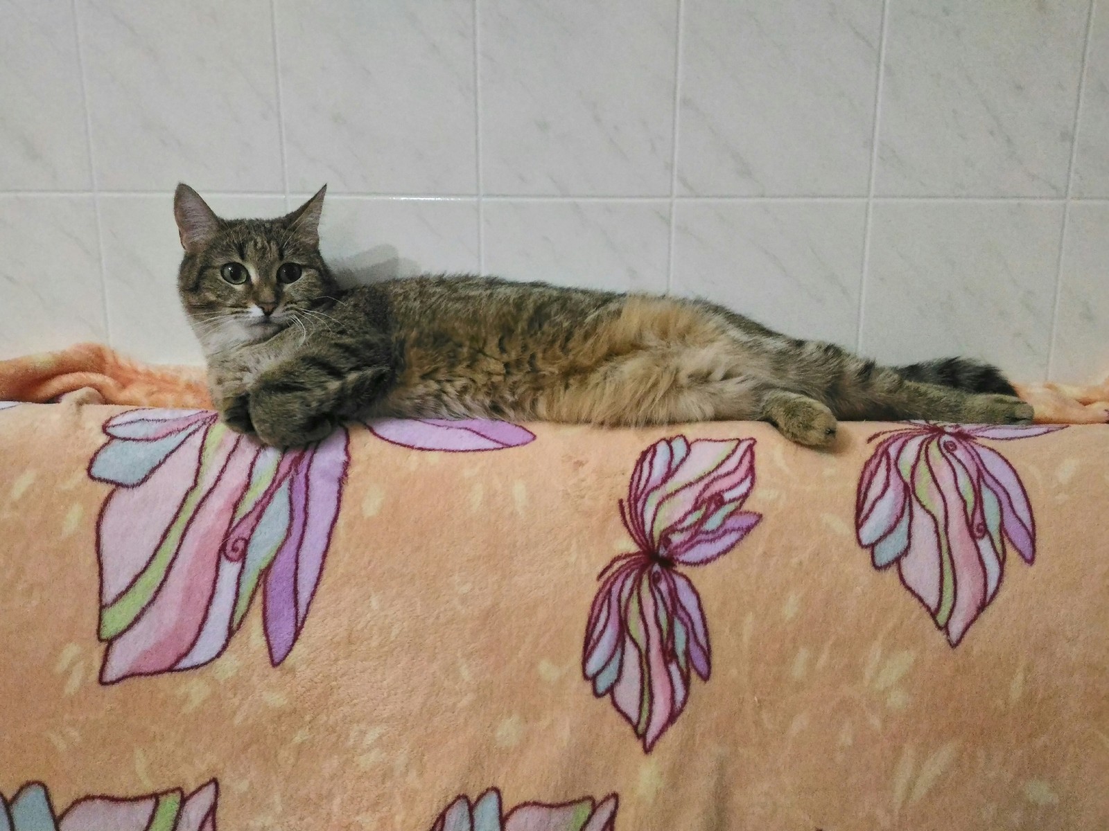 Likes to wallow everywhere - My, cat, Tricolor cat, Masyanya the cat, lying around, The photo, Longpost