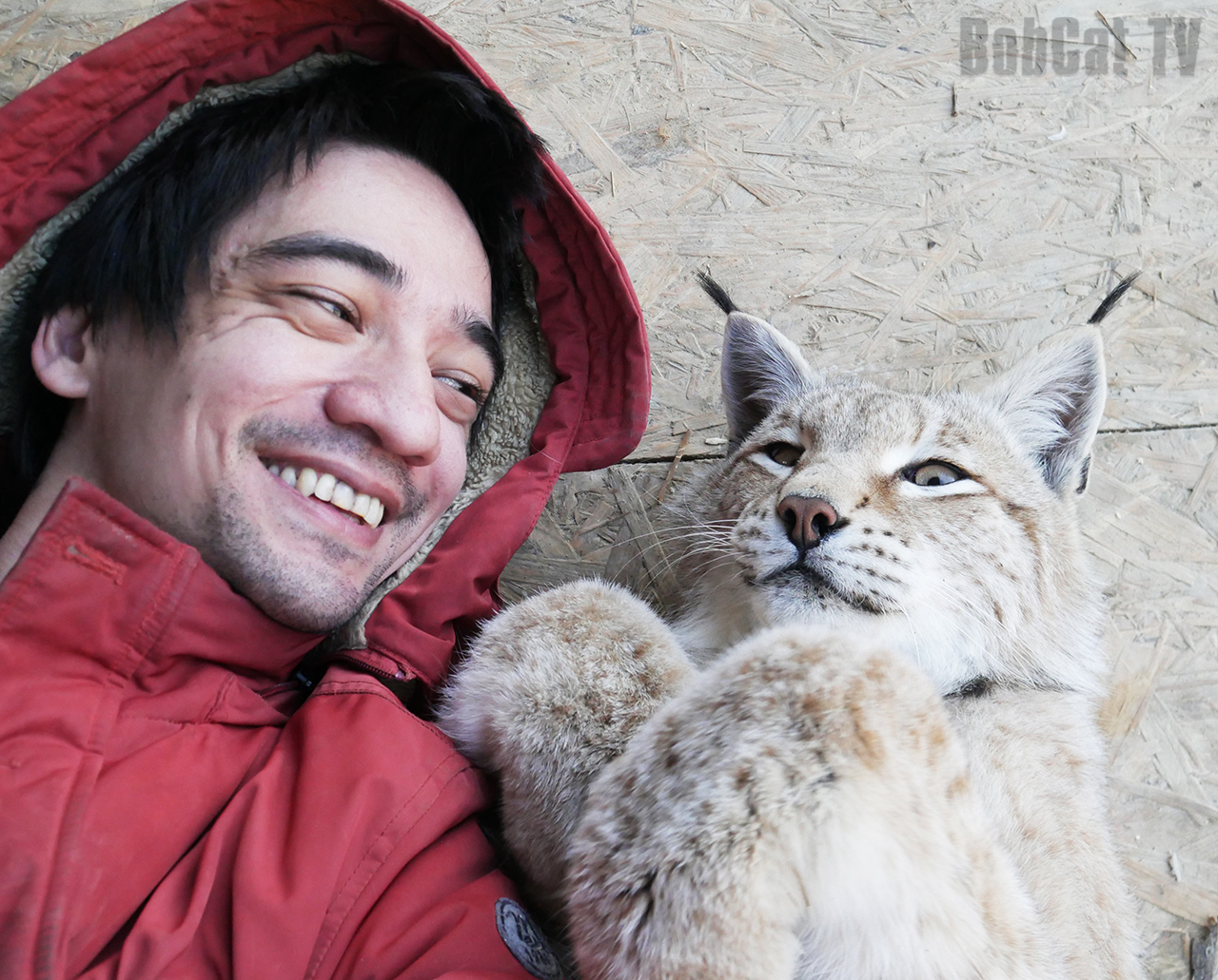 my good morning)) - My, Lynx, Umka