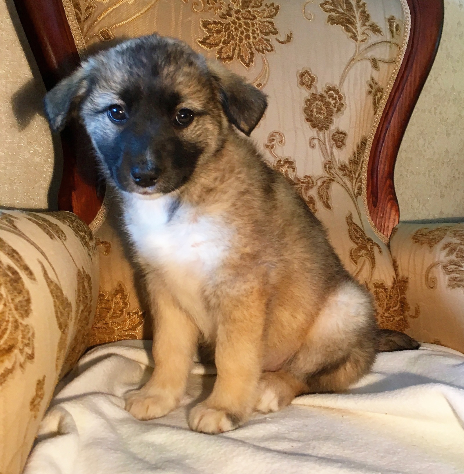 Uma and Coconut from the Moscow dump - My, Puppies, In good hands, Dog, Cur, Looking for a home, Dog, Moscow, Longpost