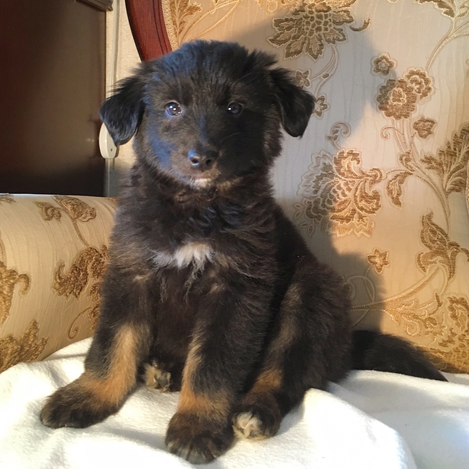 Uma and Coconut from the Moscow dump - My, Puppies, In good hands, Dog, Cur, Looking for a home, Dog, Moscow, Longpost