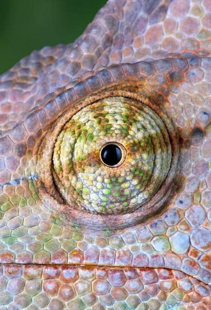 Eyes of reptiles and amphibians. - The photo, Eyes, Reptiles, Zanamiclub, Longpost