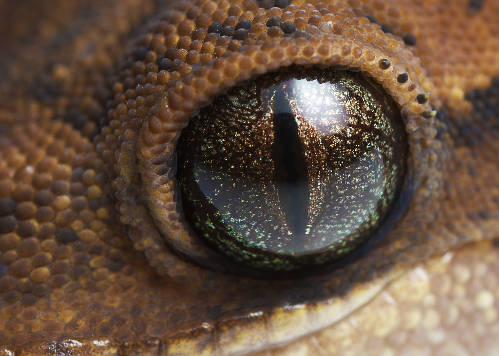 У змей веки срастаются. Крокодиловый Варан глаза. Глаз ящерицы. Глаза змеи. Глаз рептилии.