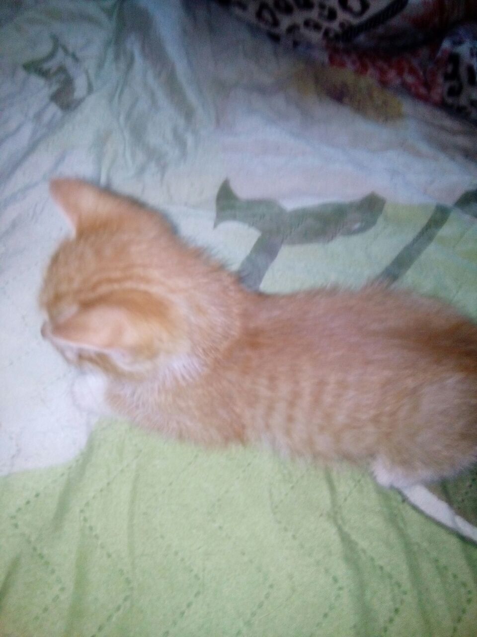 Ginger kitten is looking for a home in Novosibirsk - My, In good hands, Novosibirsk, Longpost, Ginger, cat