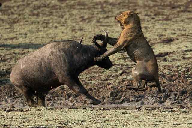 Fight for life in the wild. - wildlife, Fight for survival, a lion, Buffalo, Longpost