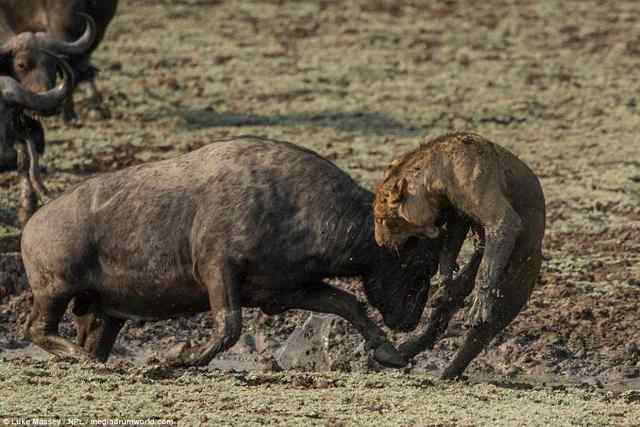 Fight for life in the wild. - wildlife, Fight for survival, a lion, Buffalo, Longpost