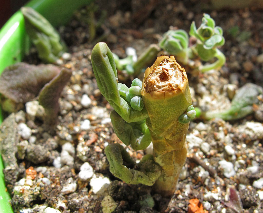 Love for life-2 - My, Succulents, Amazing, Houseplants, Lithops, Crassula, Longpost