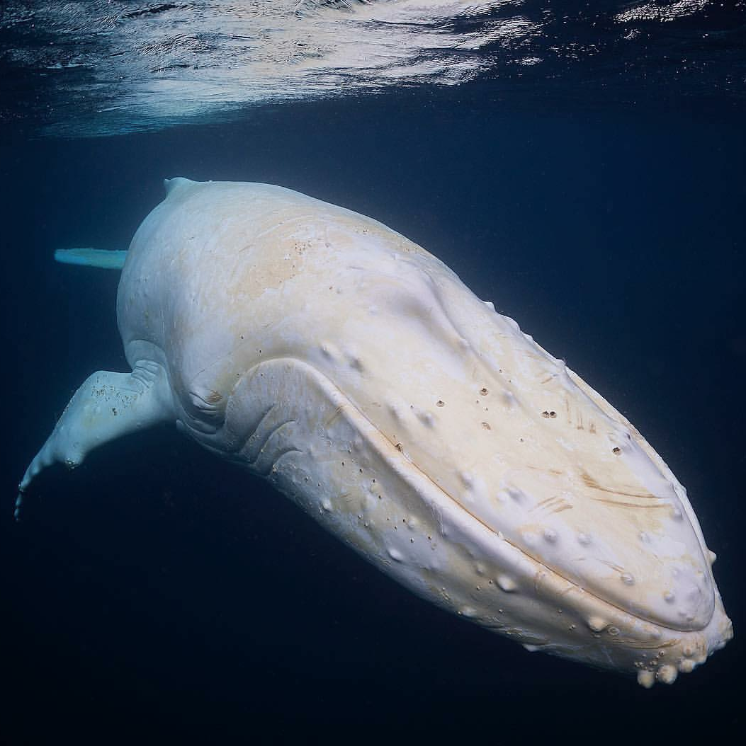 White Whale - White Whale, Whale, Albino