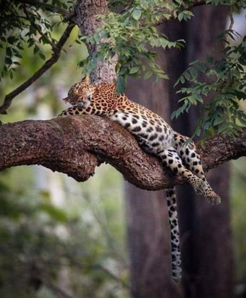 How do they sleep without falling? - Leopard, Dream