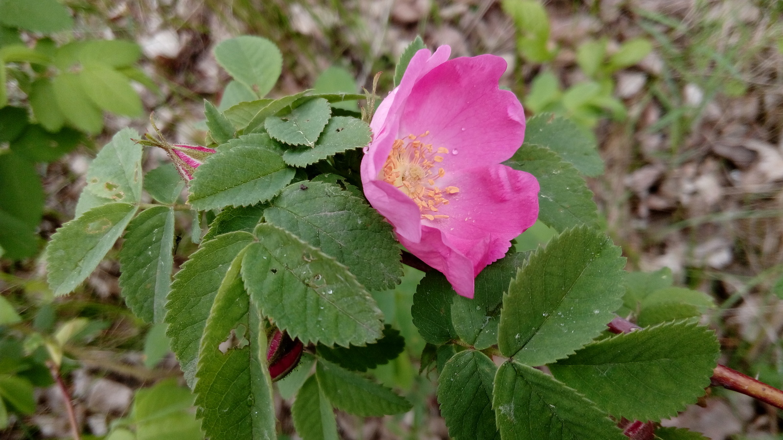 prickly beauty - My, Thistle, Rose hip