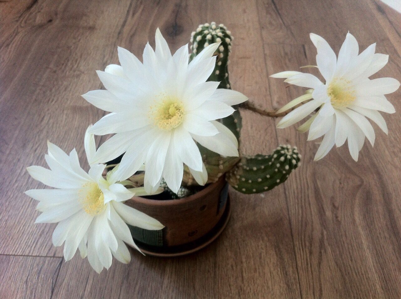 cactus life story - My, Cactus, Blooming cacti, Longpost