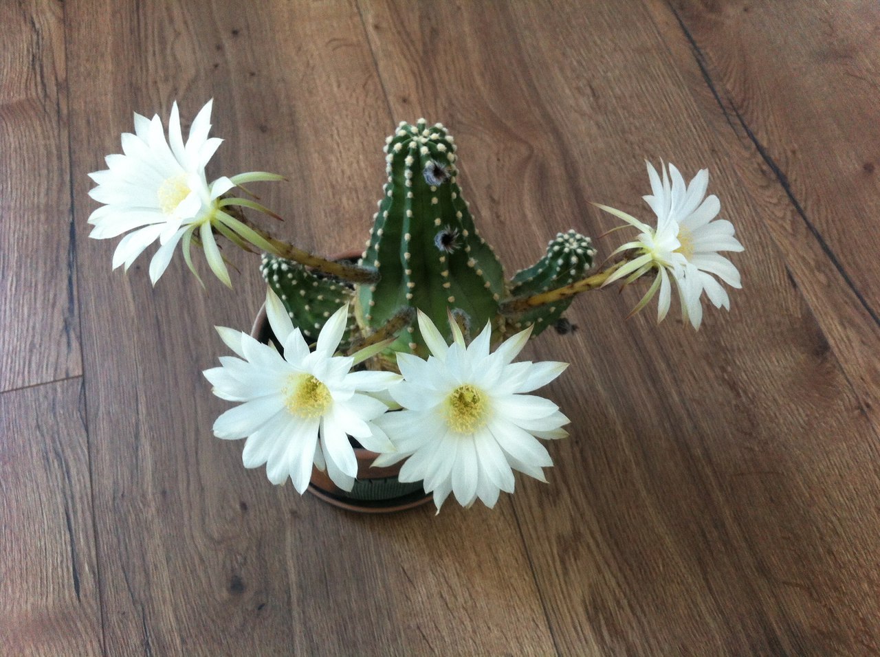 cactus life story - My, Cactus, Blooming cacti, Longpost