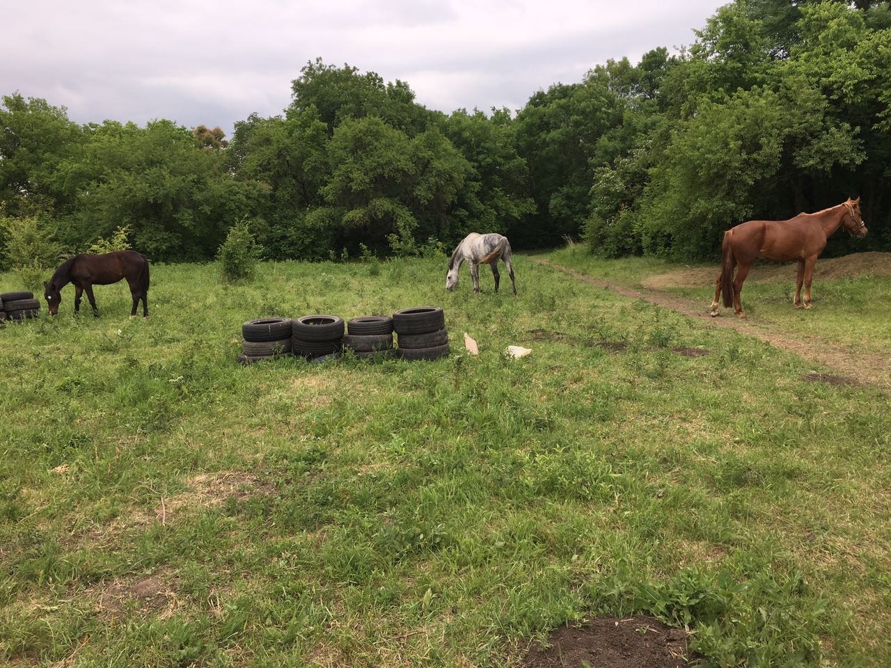 pasture) - My, Pasture, Horses, Horses
