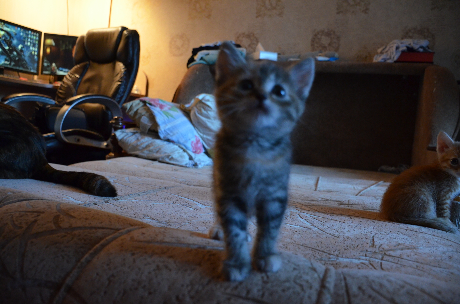 Kittens looking for a home - My, , Cats are looking for a home, In good hands, Is free, Longpost, cat, Moscow