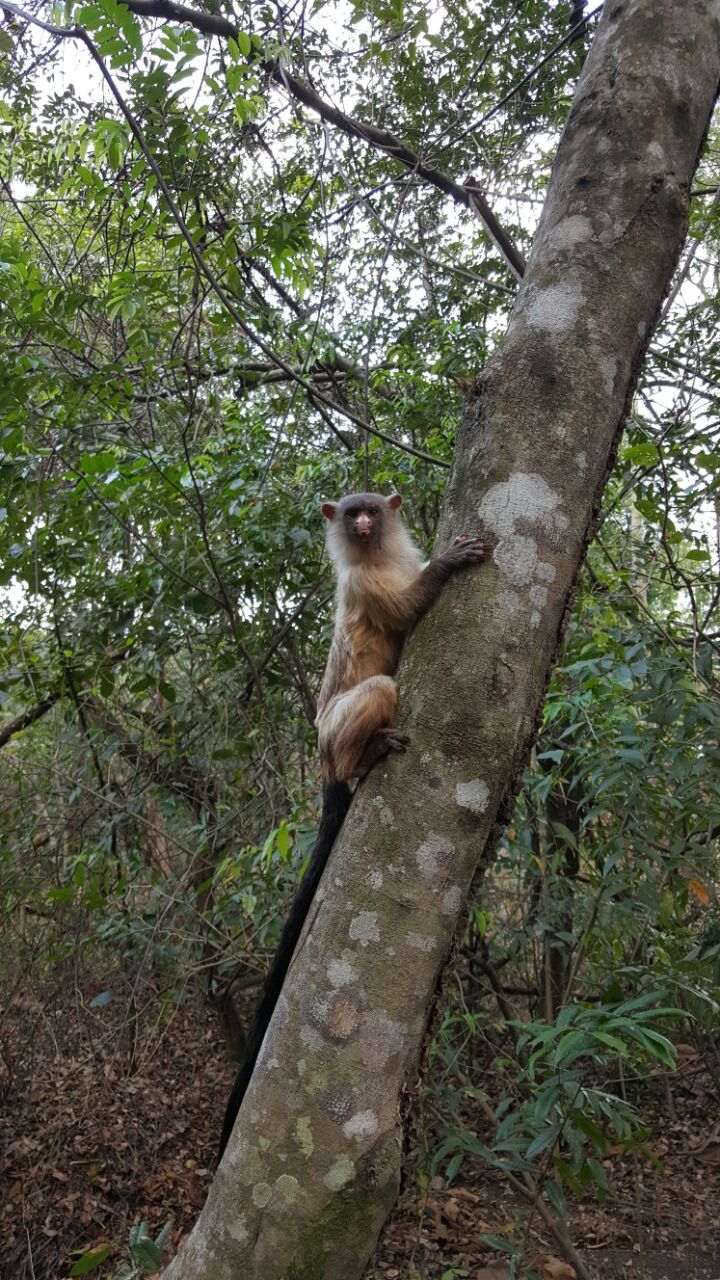 Life in Brazil. - My, Brazil, The photo, Question, Longpost