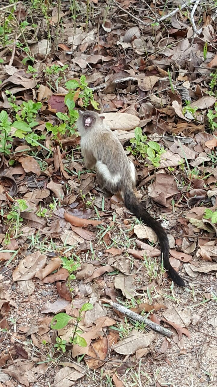 Life in Brazil. - My, Brazil, The photo, Question, Longpost