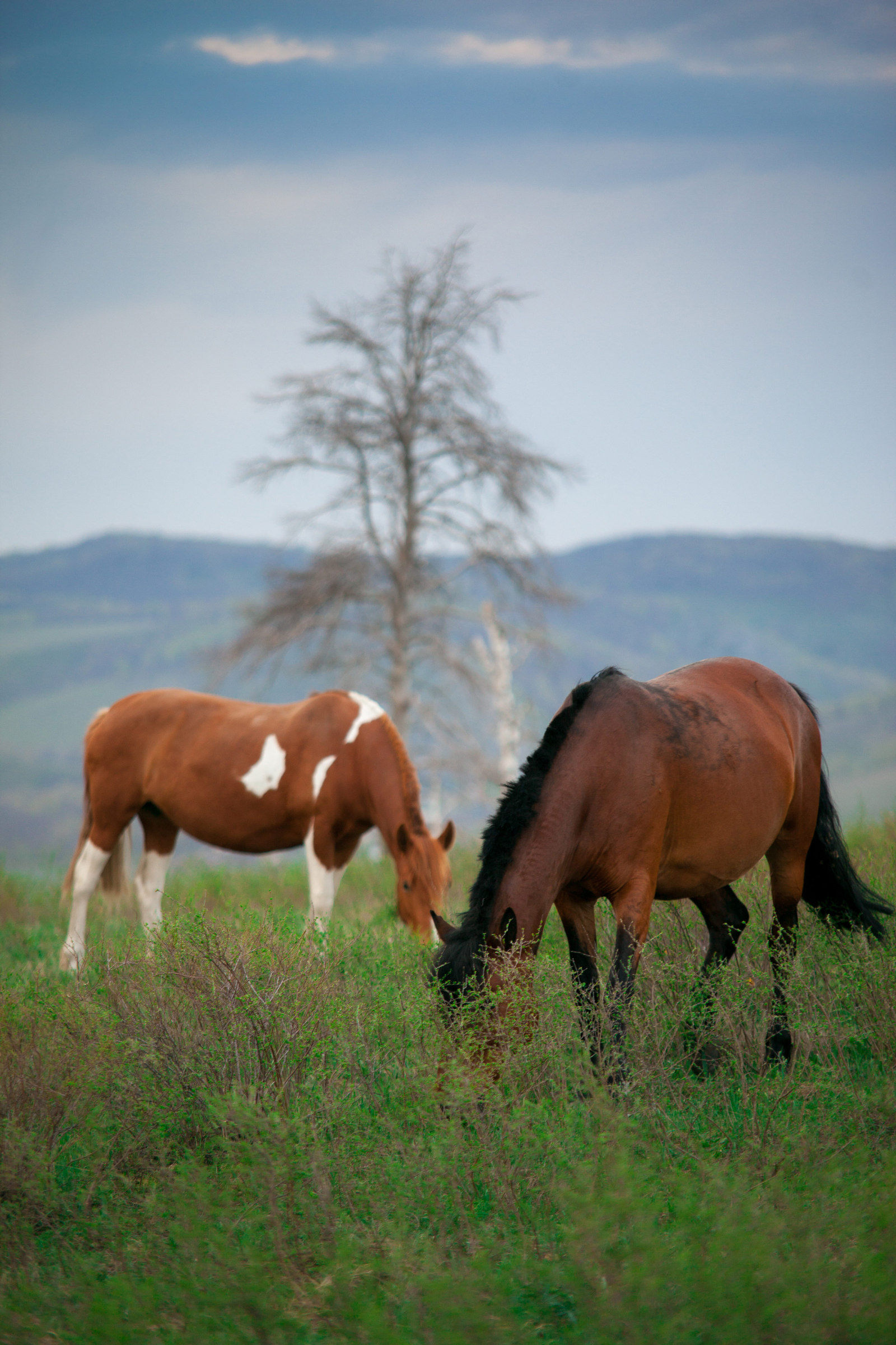 Muradymovskoe gorge, Bashkiria - My, The photo, Landscape, Russia, Nature, The nature of Russia, Horses, Animals, Bashkortostan, Longpost