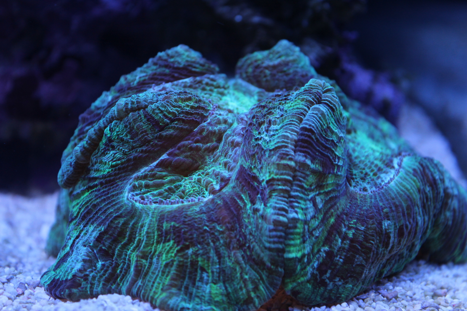 A piece of the sea at home - My, Aquarium, Maritime, Nemo, Longpost