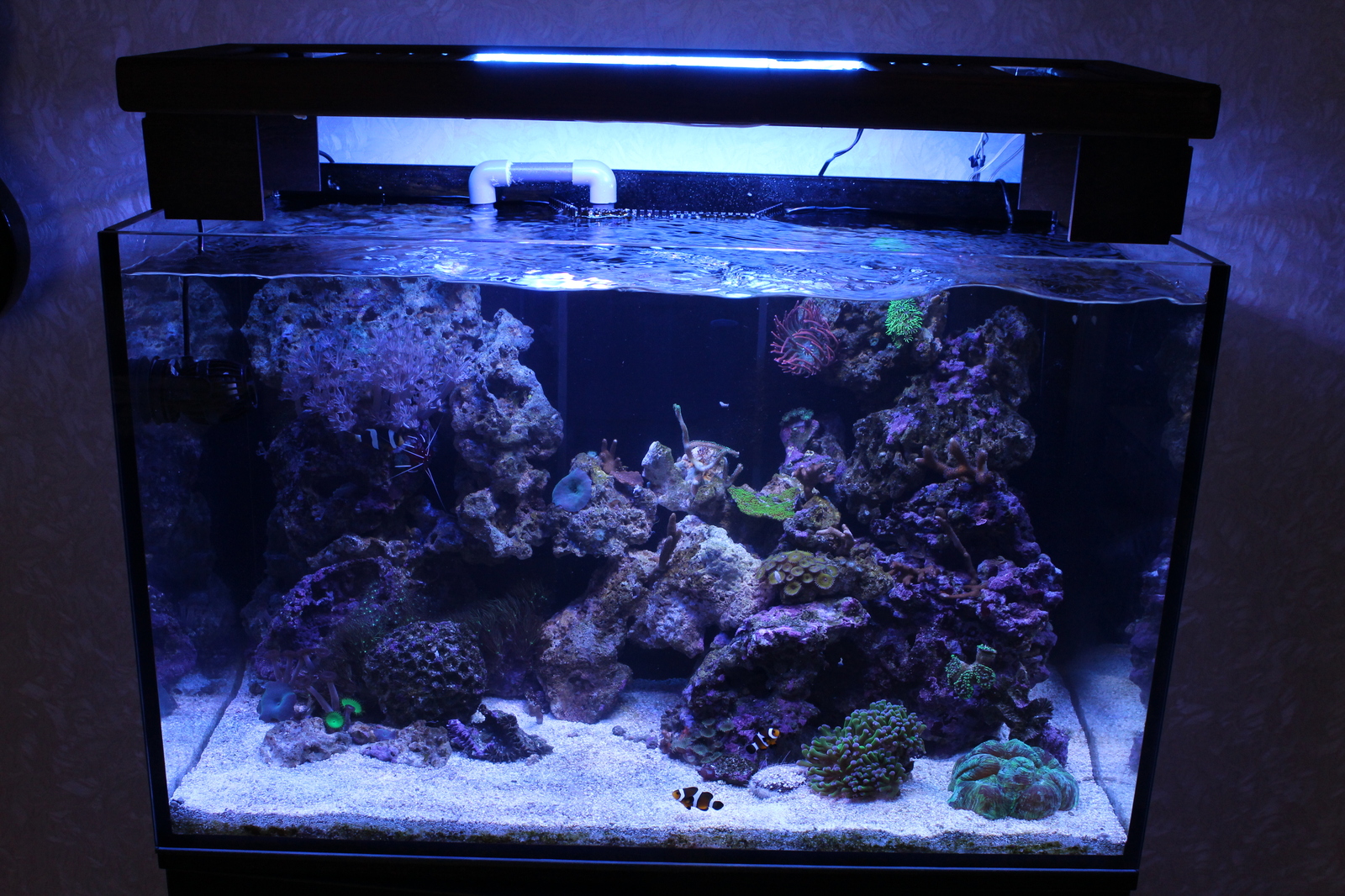 A piece of the sea at home - My, Aquarium, Maritime, Nemo, Longpost