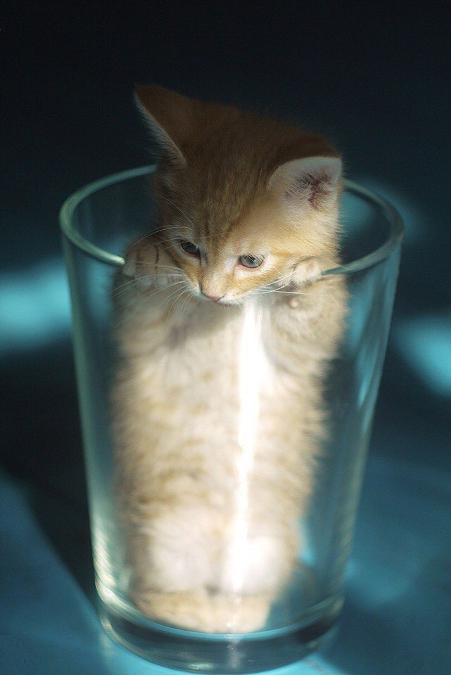 Are you an optimist or a pessimist? - I'm a cat, and my glass is half a cat - The photo, cat, Humor