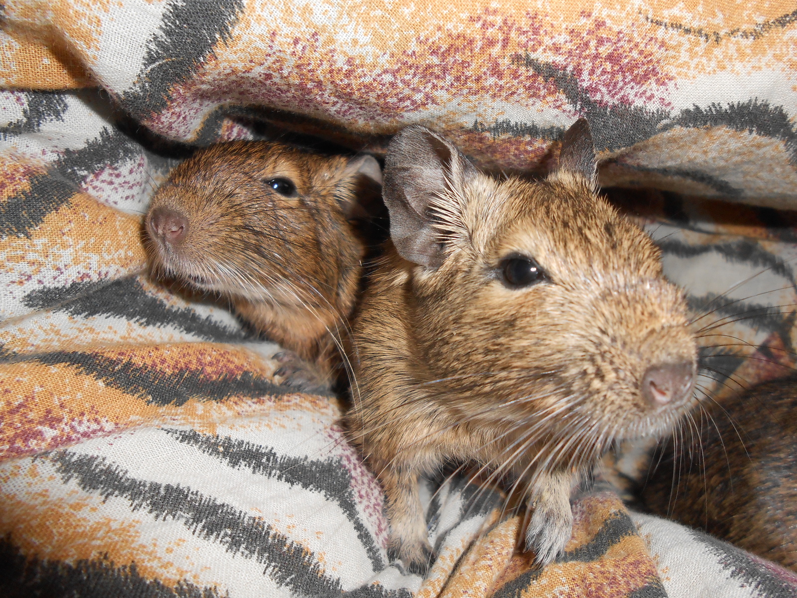 Degu - My, Degu, Animals