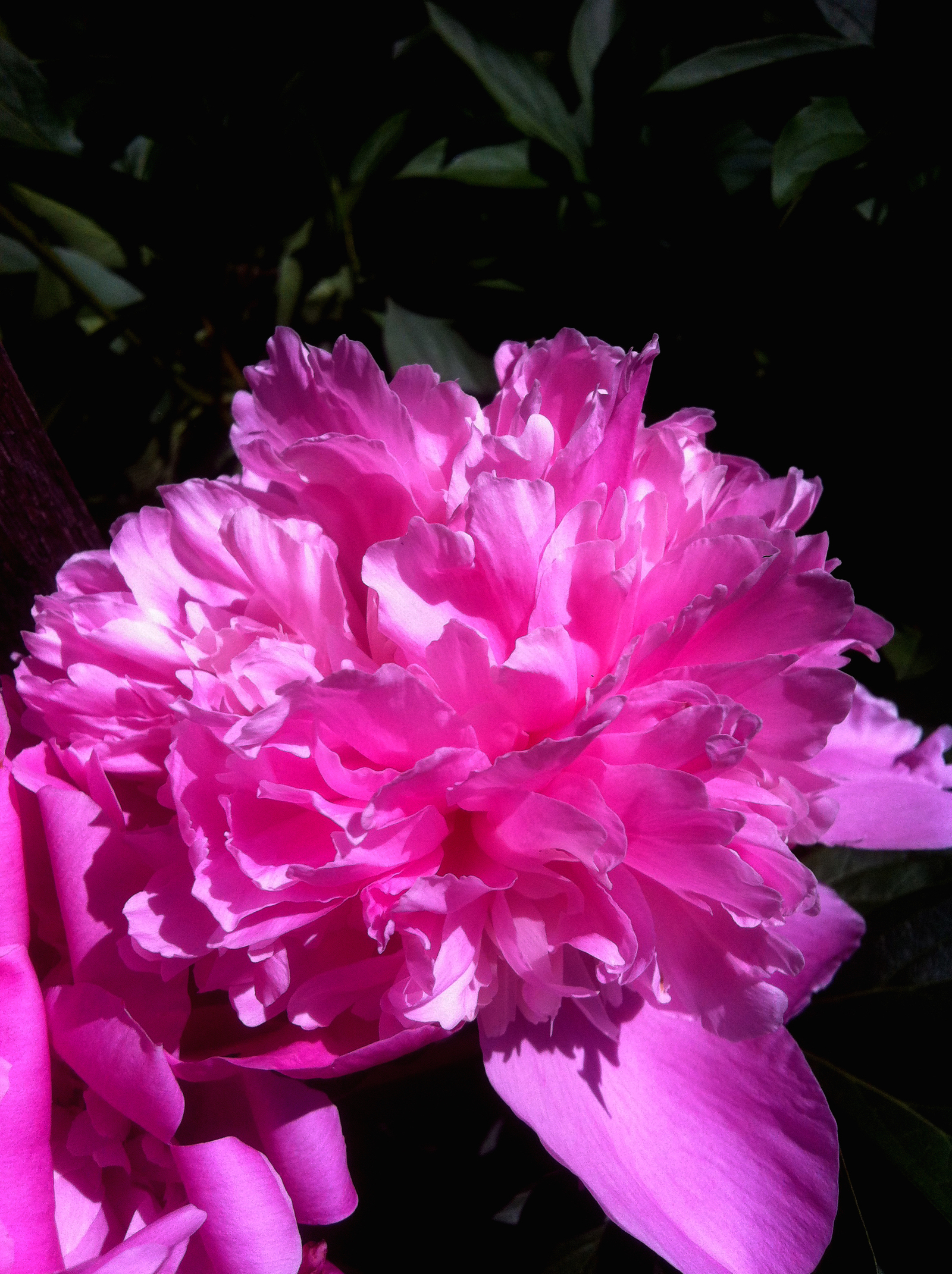 Peonies - My, beauty of nature, beauty, Flowers, Juiciness, Pink, Pink peonies, Brightness, Nature, Longpost, Peonies