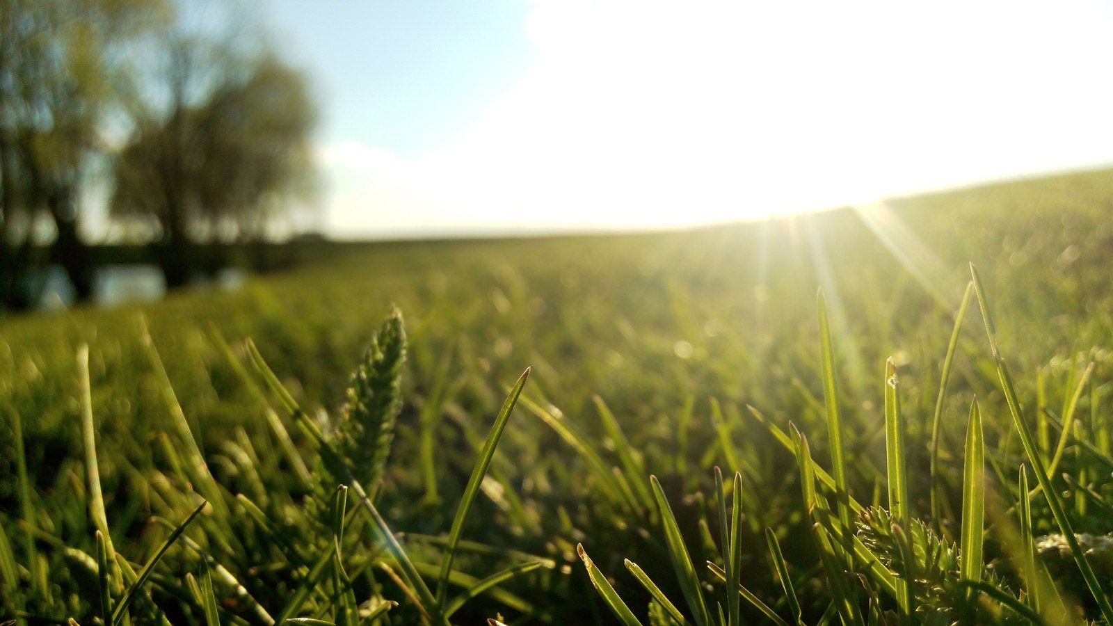 Hey - My, The sun, Grass, Longpost