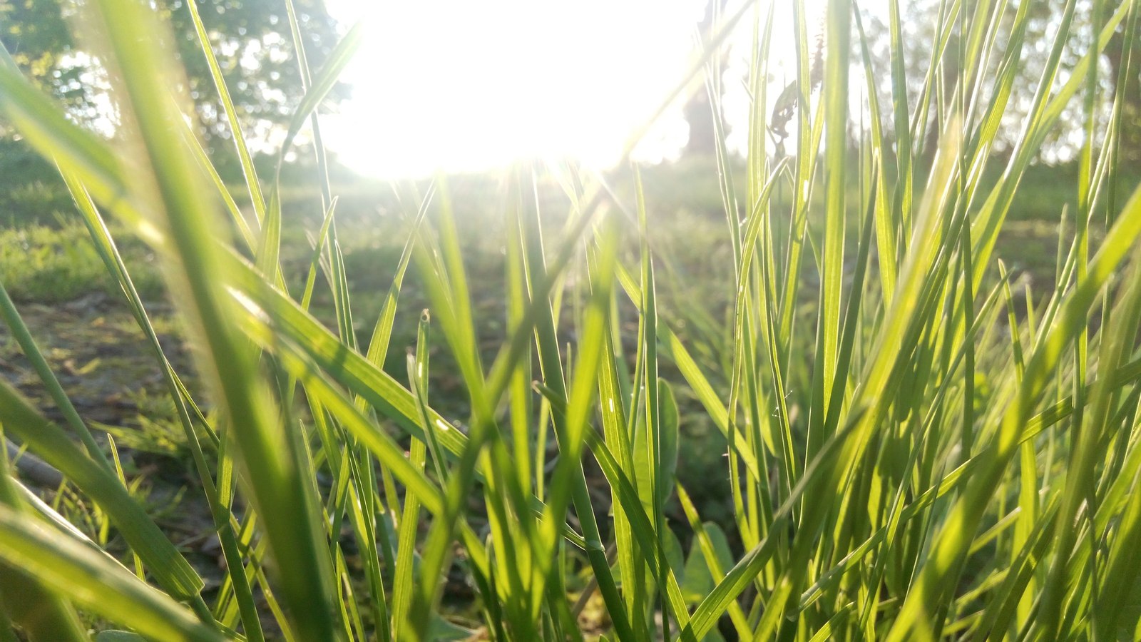 Hey - My, The sun, Grass, Longpost