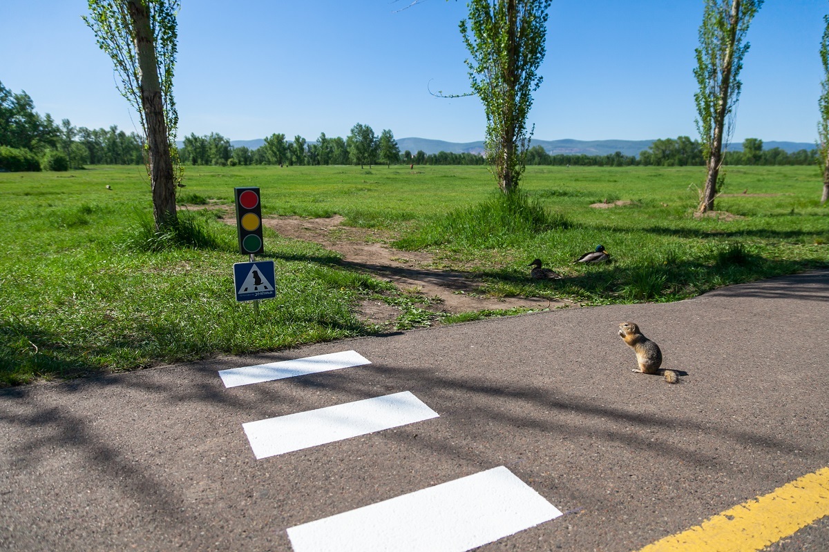 IN KRASNOYARSK A PEDESTRIAN CROSSING FOR GOPPERS APPEARED - Gopher, Krasnoyarsk, Yaumruvkrasnoyarsk, Tatyshev