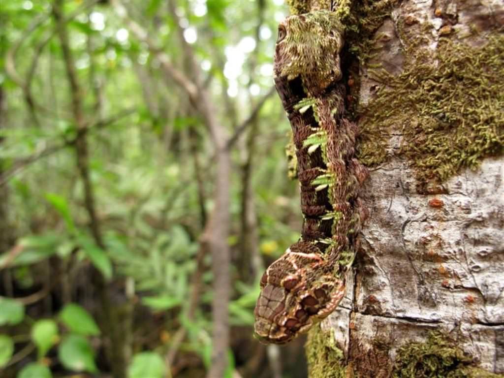 Caterpillar-snake (lat. Hemeroplanes caterpillar) - Nature, Insects, Caterpillar, Snake, Disguise, , , Longpost