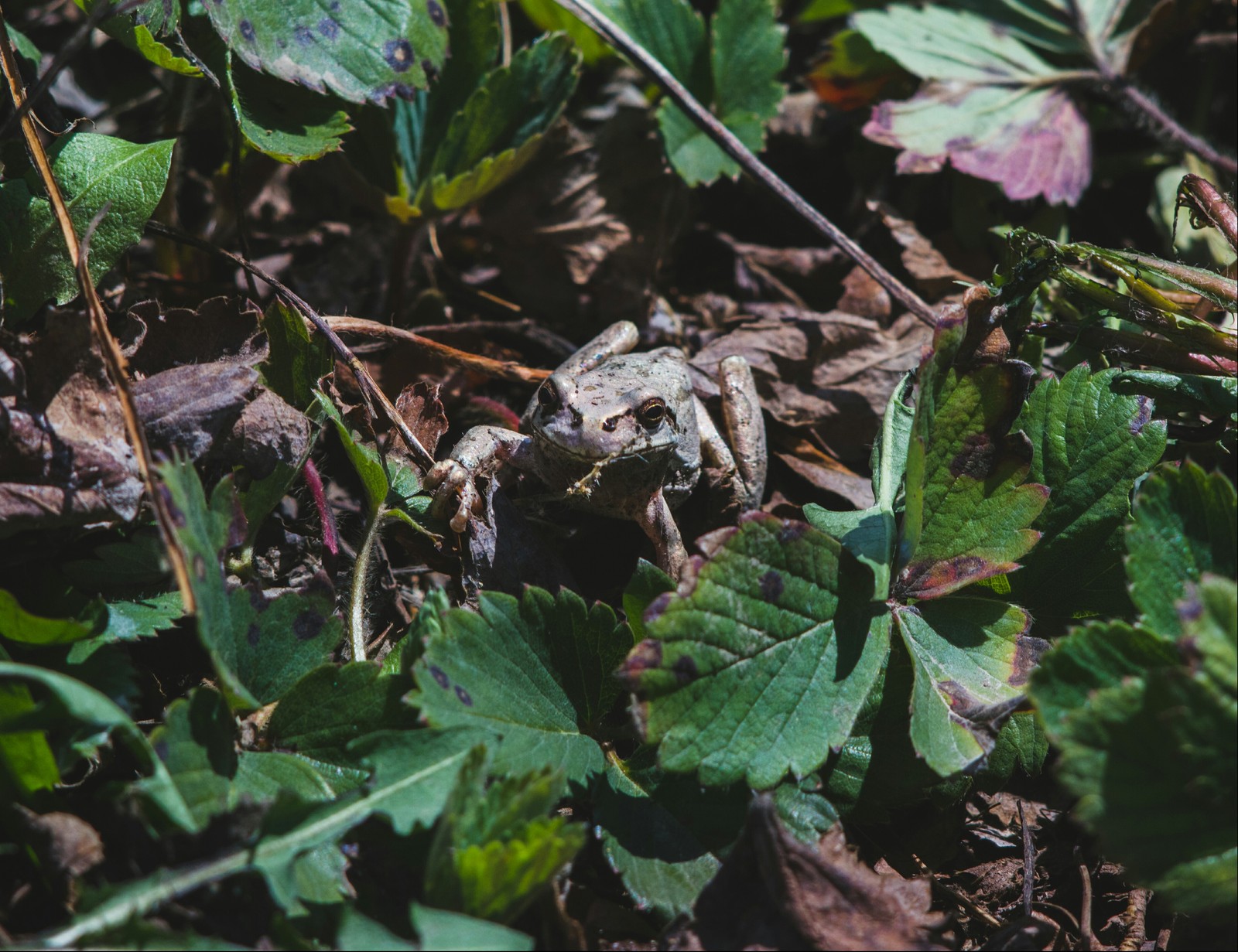 A trip to the village - My, Village, Primorsky Krai, Дальний Восток, Animals, Longpost