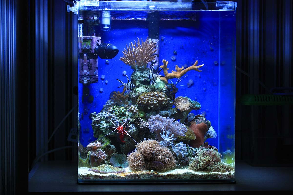 Launch of the marine nano-aquarium - My, Nanotechnology, Reef, Maritime, Aquarium, Longpost