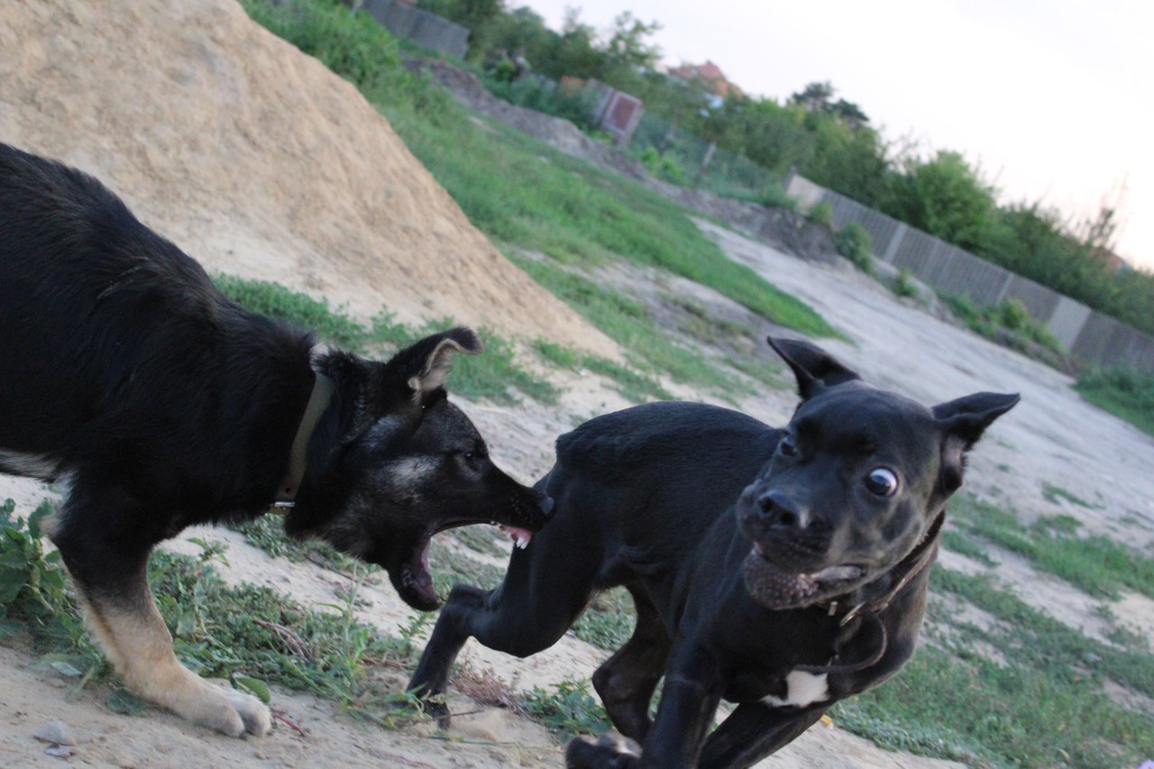 Oh, those women! - My, Dog, German Shepherd, Cane Corso, games, Friends, 