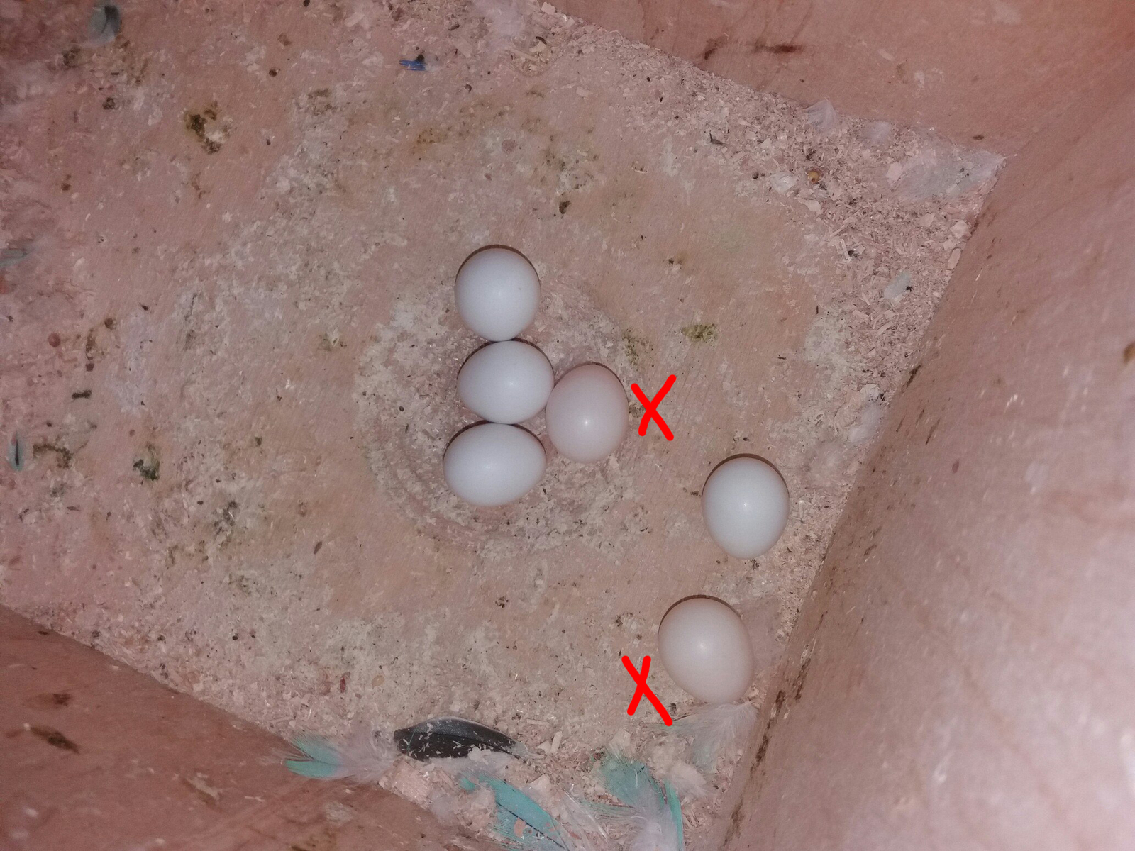 Пропадает яичко. Оплодотворенные яйца волнистых попугаев. Оплодотворенное яйцо аволнистоготпопугая. Неоплодотворенные яйца волнистых попугаев. Яйца попугая корелла.