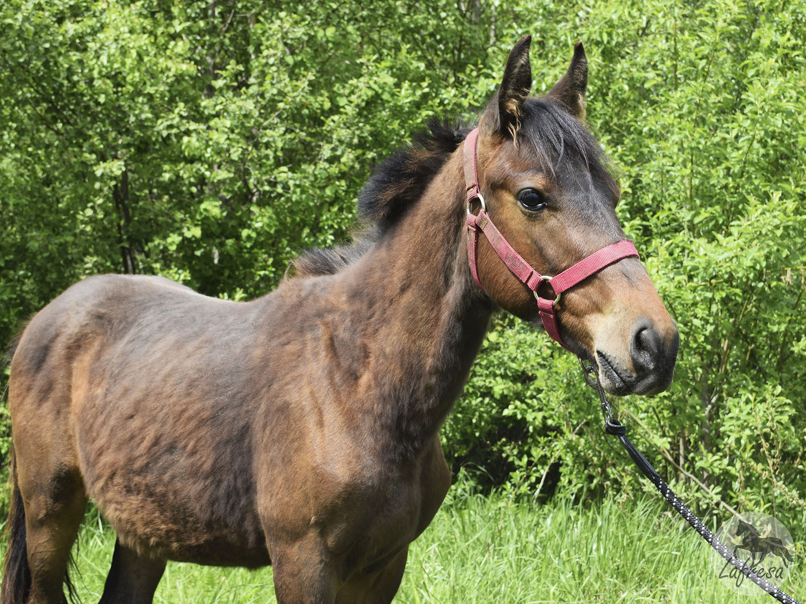 First achievement: 1 year old for my own horse! - My, Horses, Horses, Animals, Happiness, Nature, The photo, Longpost