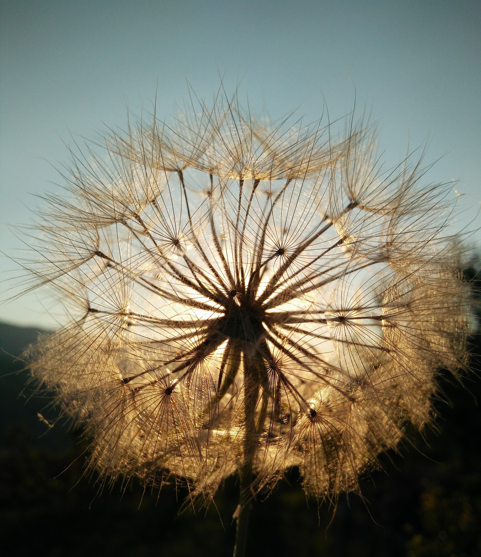 About the angle - My, The photo, Foreshortening, Dandelion