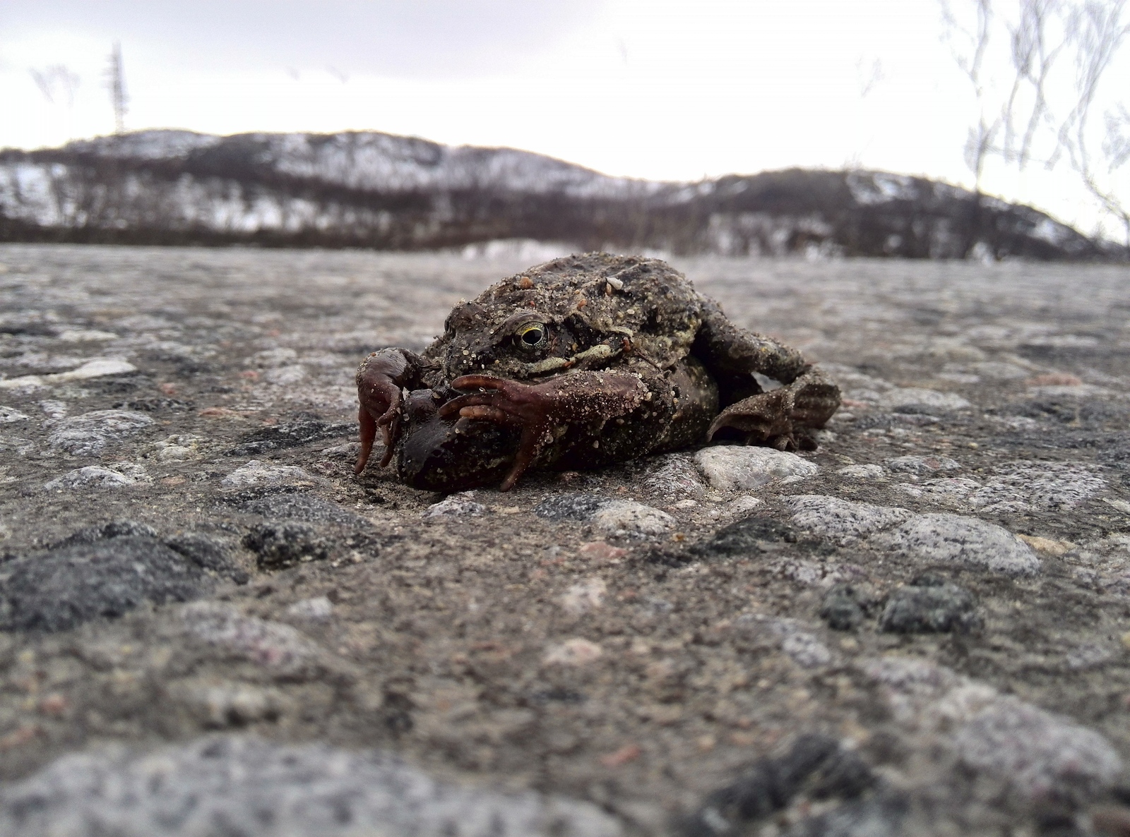 June 5th Vidyaevo. +5 outside. The hills are in the snow, and the frogs are already frolicking in full :). - My, Frogs, Toad, North