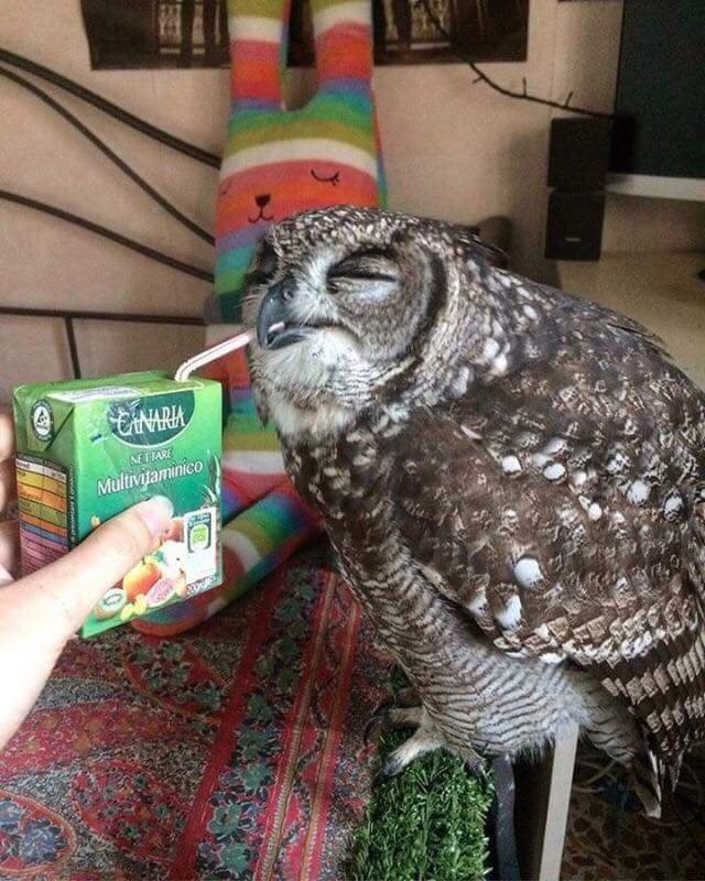 Owl with juice - Owl, Reddit, Images