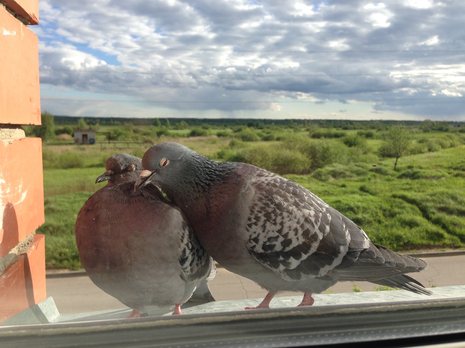 Pigeon Valera and girlfriend - My, Pigeon, , , Longpost