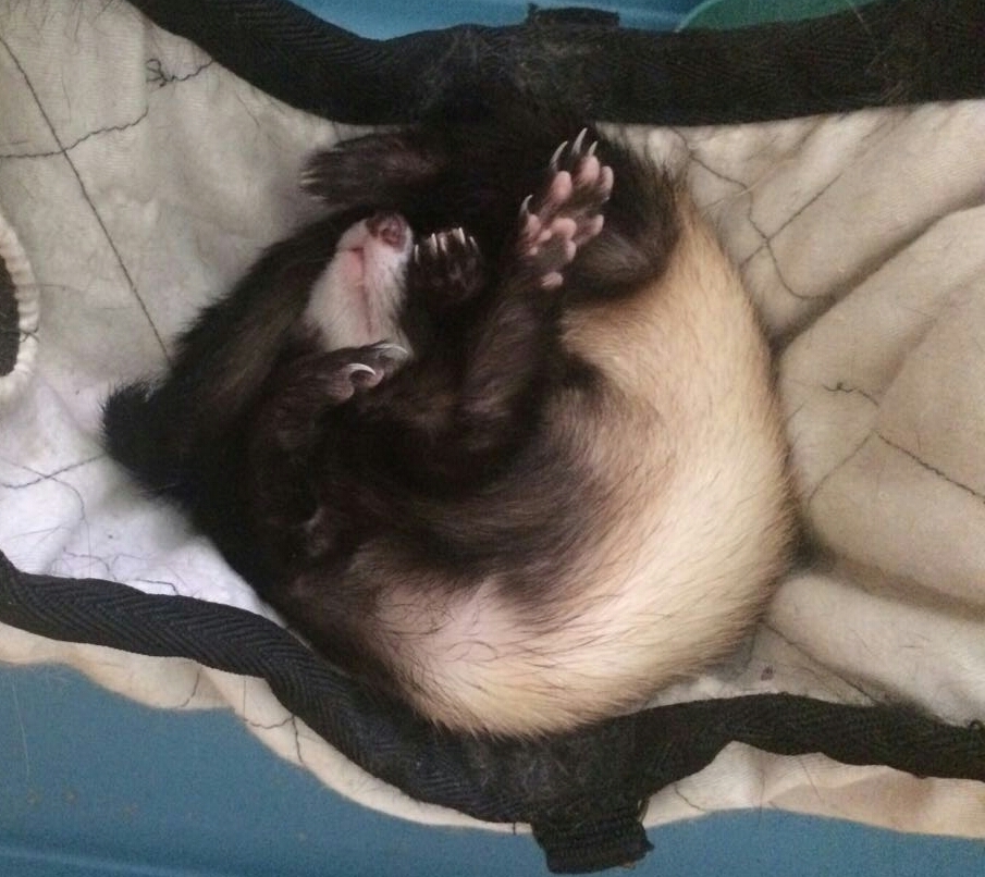 Kittens, kitties... Here's some cuteness from a ferret! - My, Ferret, Milota