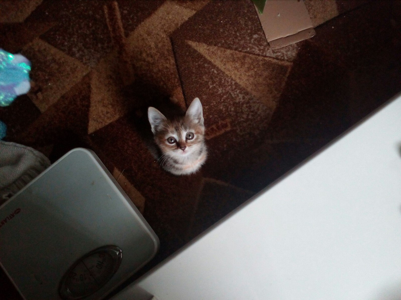 I call on the power of PICKABOO, the kitty needs a home! - My, Moscow, In good hands, Cats and kittens, , Is free, cat, Help