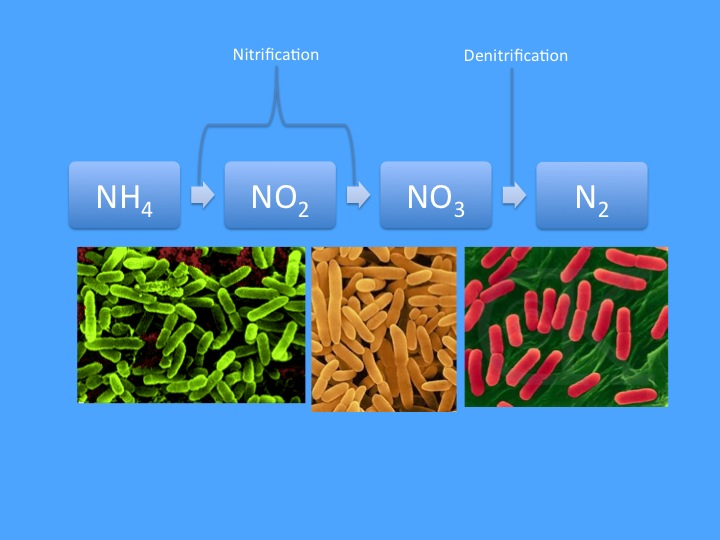 The nitrogen cycle in a marine reef aquarium or continue building a house reef! - My, Coral, Aquarium, Feeding, Maritime, Running, Nemo, Longpost