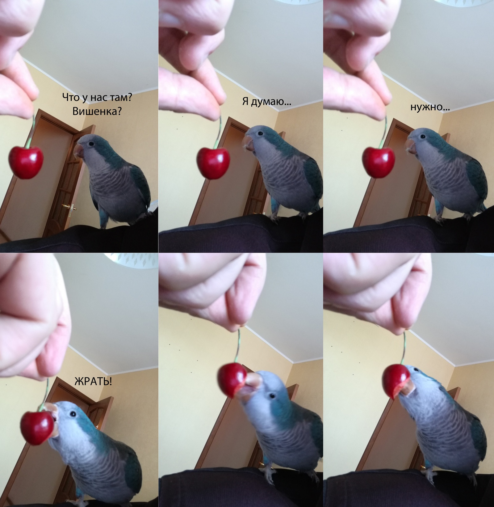 The parrot is eating cherries. - My, Animals, A parrot, POLLY, , Video