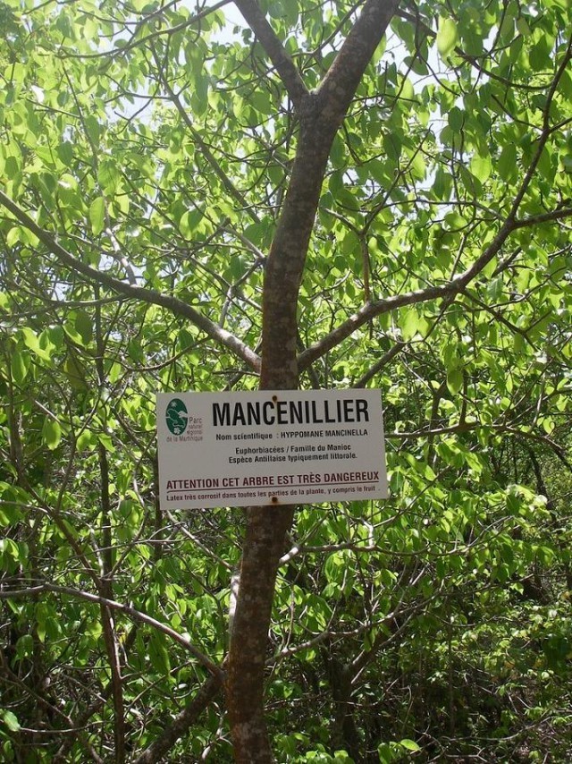 The most dangerous tree in the world - Livejournal, Mancinella tree, , , Poisoning, I, Fever, Blindness, Video, Longpost