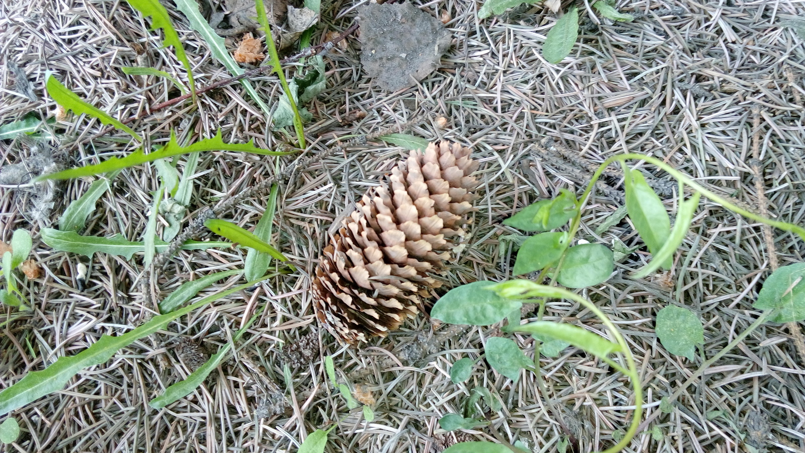 Spruce color and cones - My, Christmas trees, Pollen, Cones