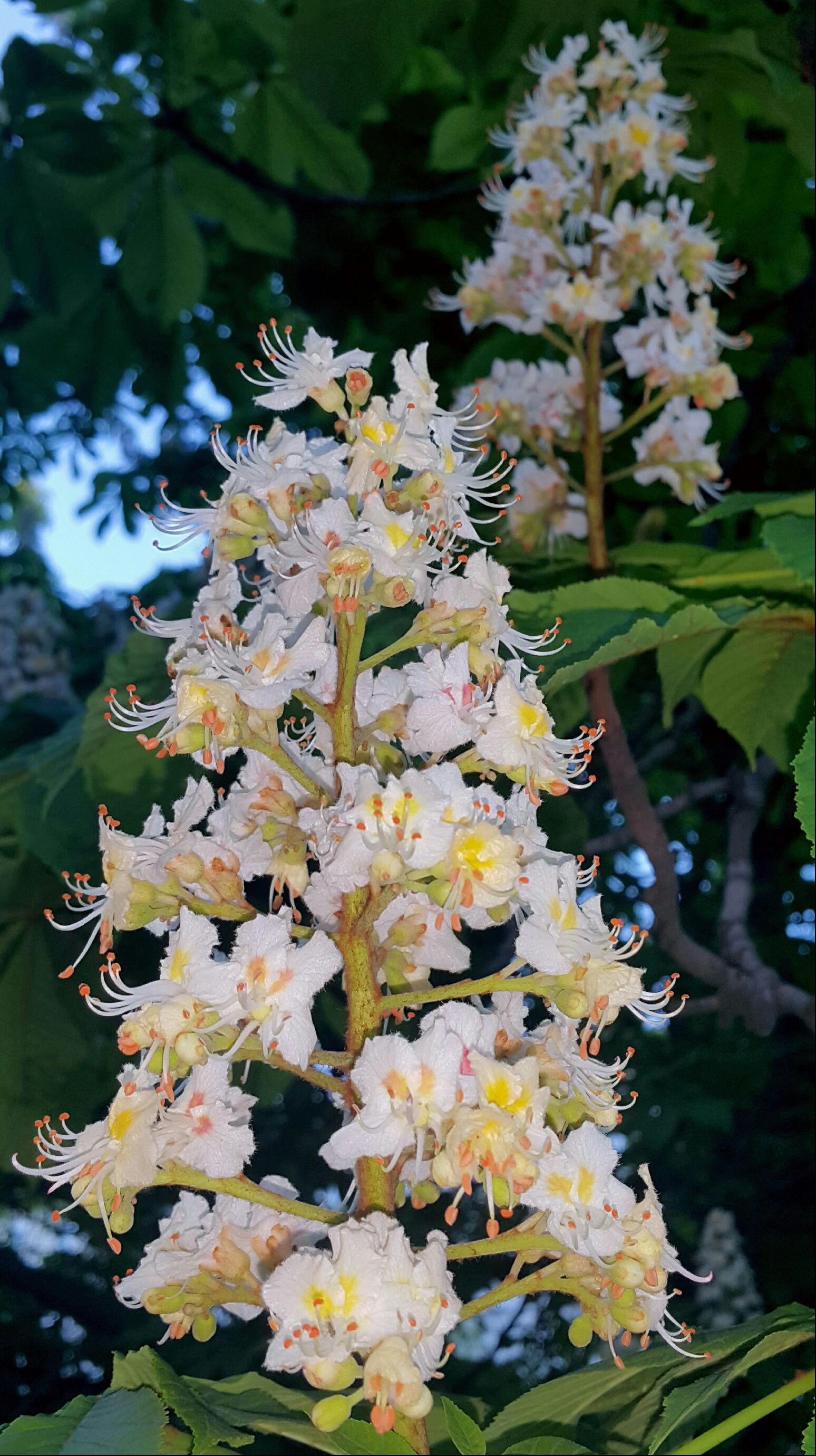 The chestnuts have blossomed - My, Chestnut, Flowers, The photo