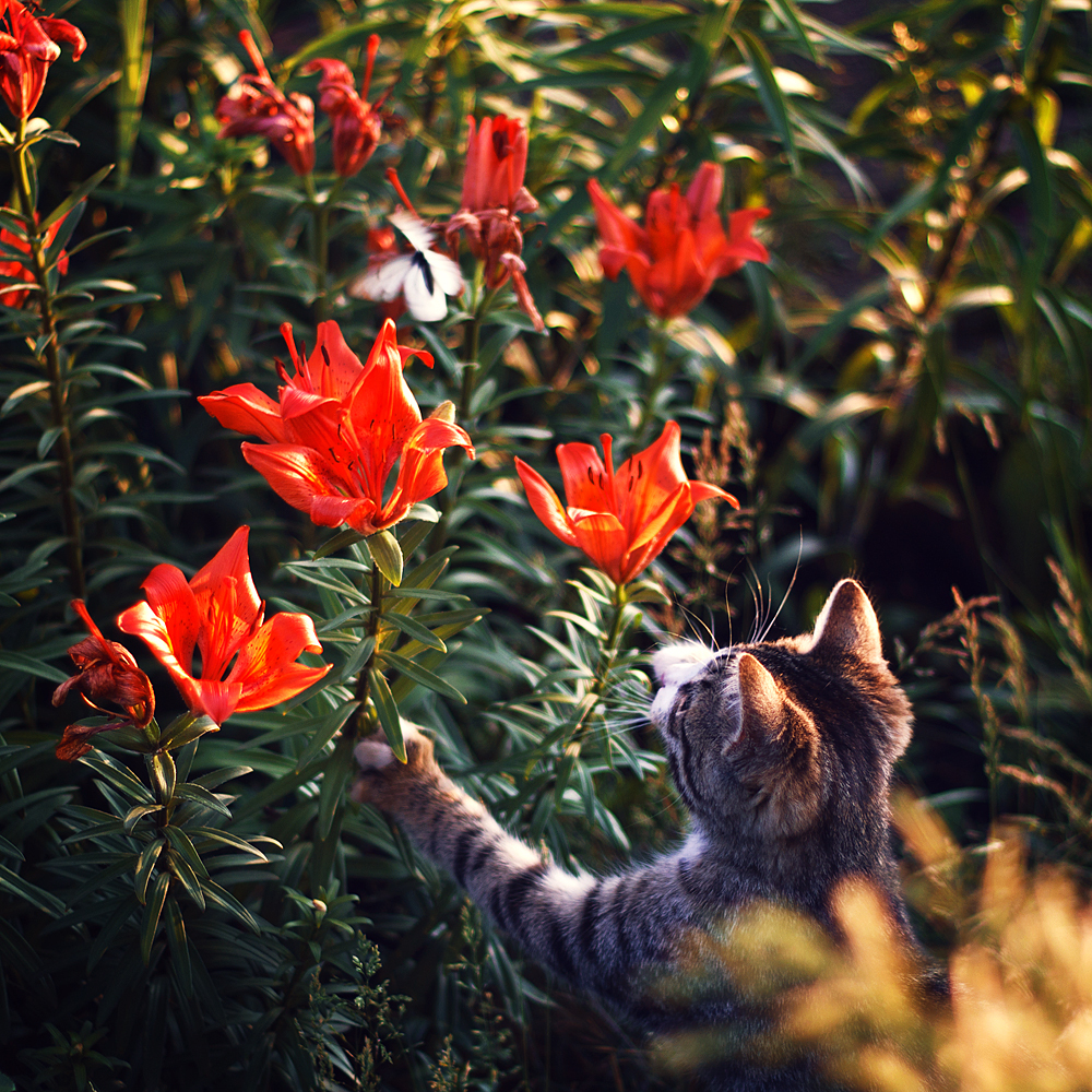 The goofy cat catches a butterfly - My, cat, Butterfly, Hunting, Lily