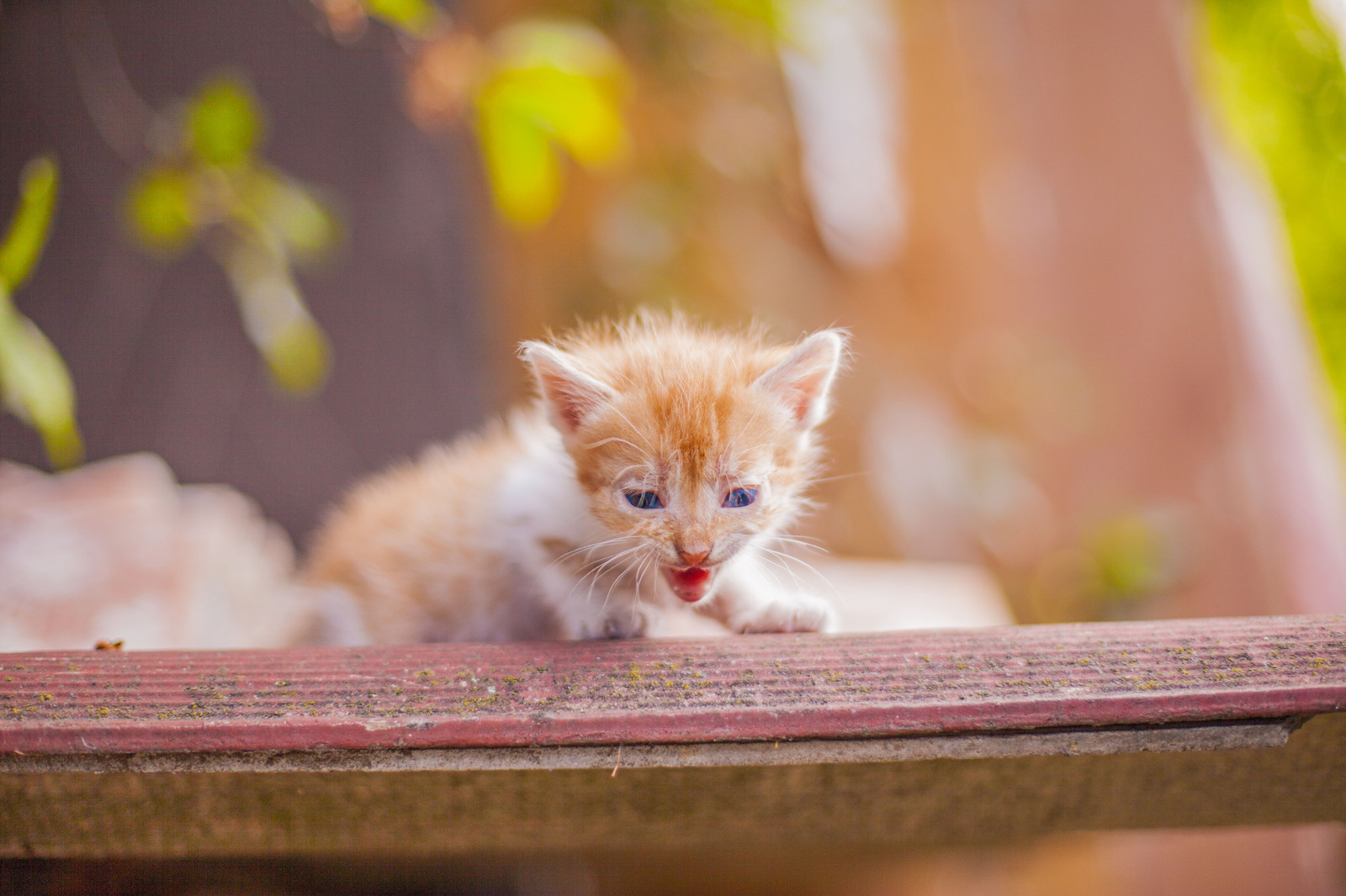 Belgorod kittens in good hands =3 - My, Belgorod, Belgorod region, In good hands, cat, The photo, , Longpost