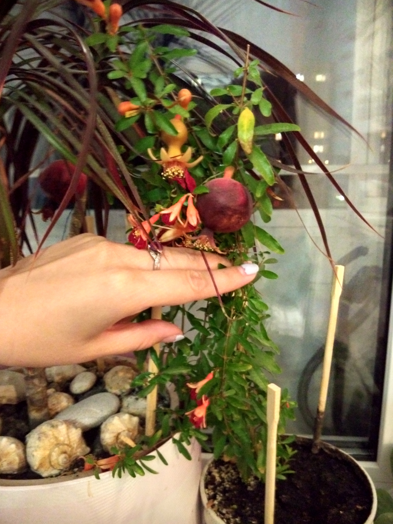 Continuing the theme of pomegranates (edible) - My, Garnet, Фрукты