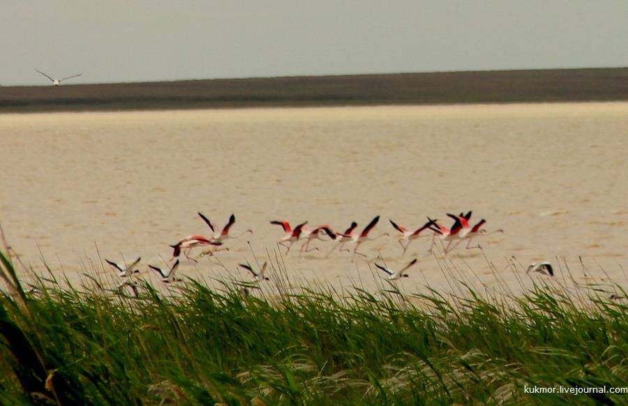 Pink flamingos in the Korgalzhyn National Reserve of Kazakhstan - My, Pink flamingo, Flamingo, Kazakhstan, Reserves and sanctuaries, The photo, My, Travels, Birds, Longpost