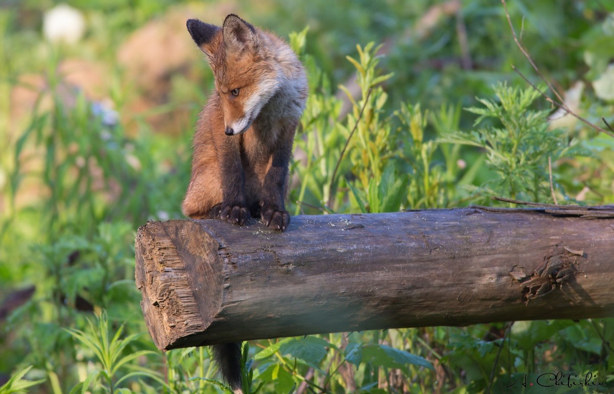 From the life of a fox brood - Fox, Observation, Longpost, Fox cubs, Animals, The photo